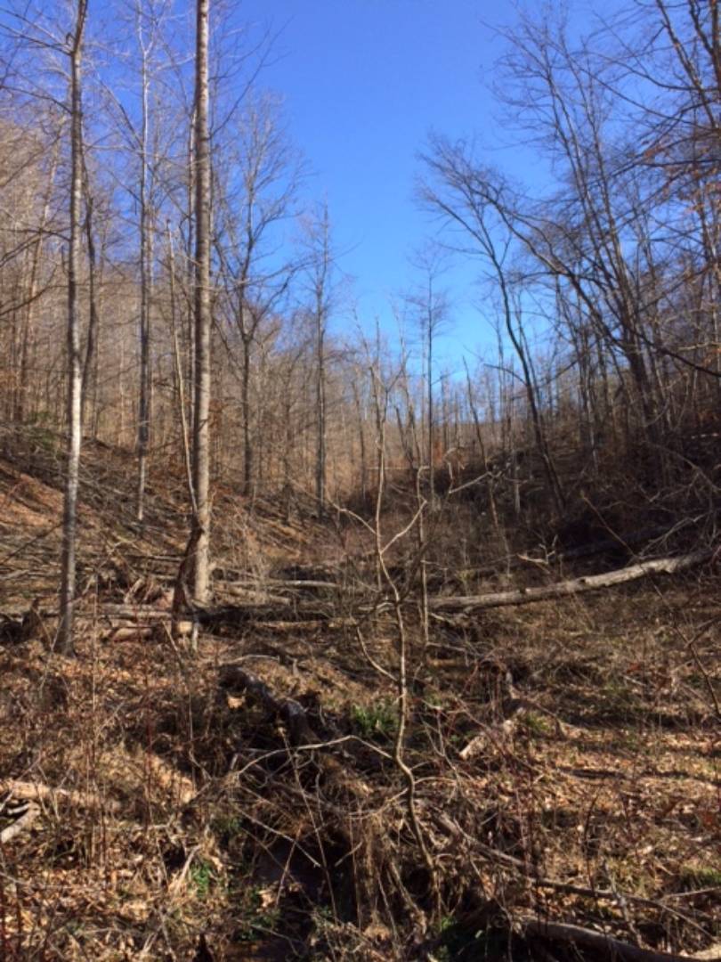 Turkey Branch, Sandy Hook, KY 41171 (Sold NYStateMLS Listing 10425191)