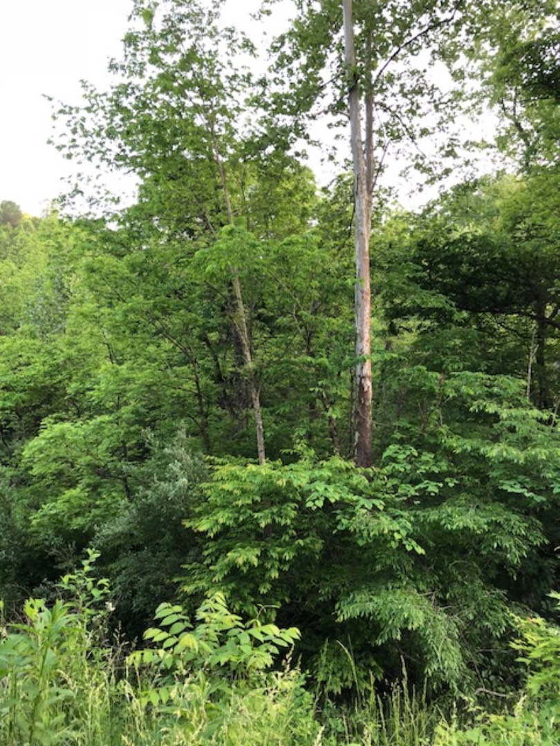 1005 Ky 1621, Sandy Hook, KY 41171 (Sold NYStateMLS Listing 10498136)