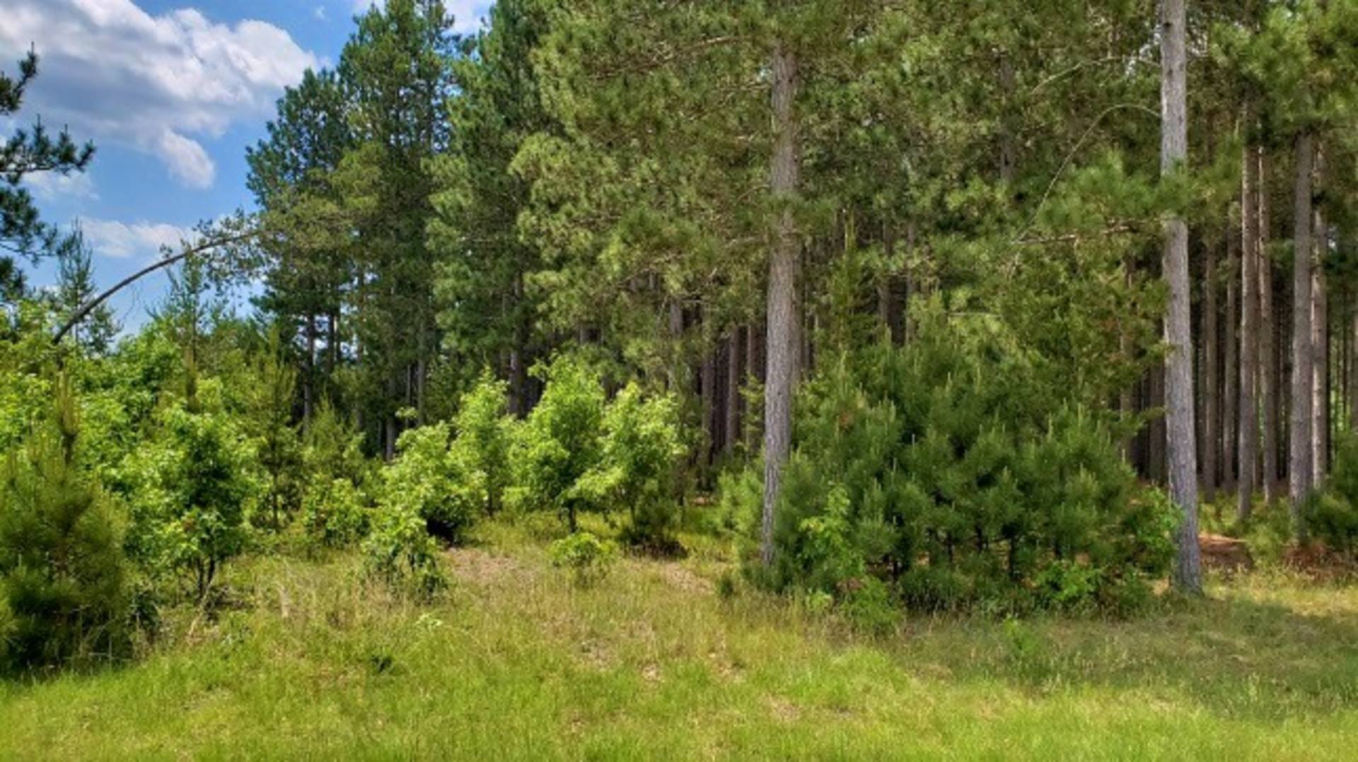 1316 Buttercup Ave, 12, Arkdale, WI 54613 (Sold NYStateMLS Listing 10505559)