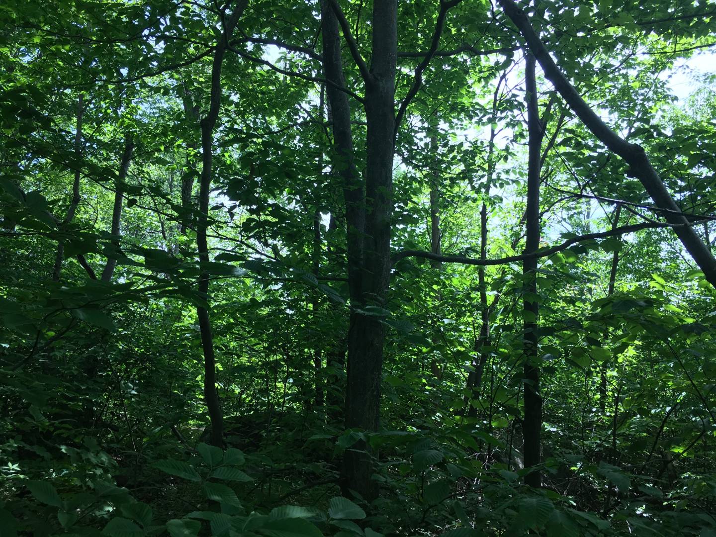 Limekiln Rd, Malone, NY 12953 (Sold NYStateMLS Listing 10619037)