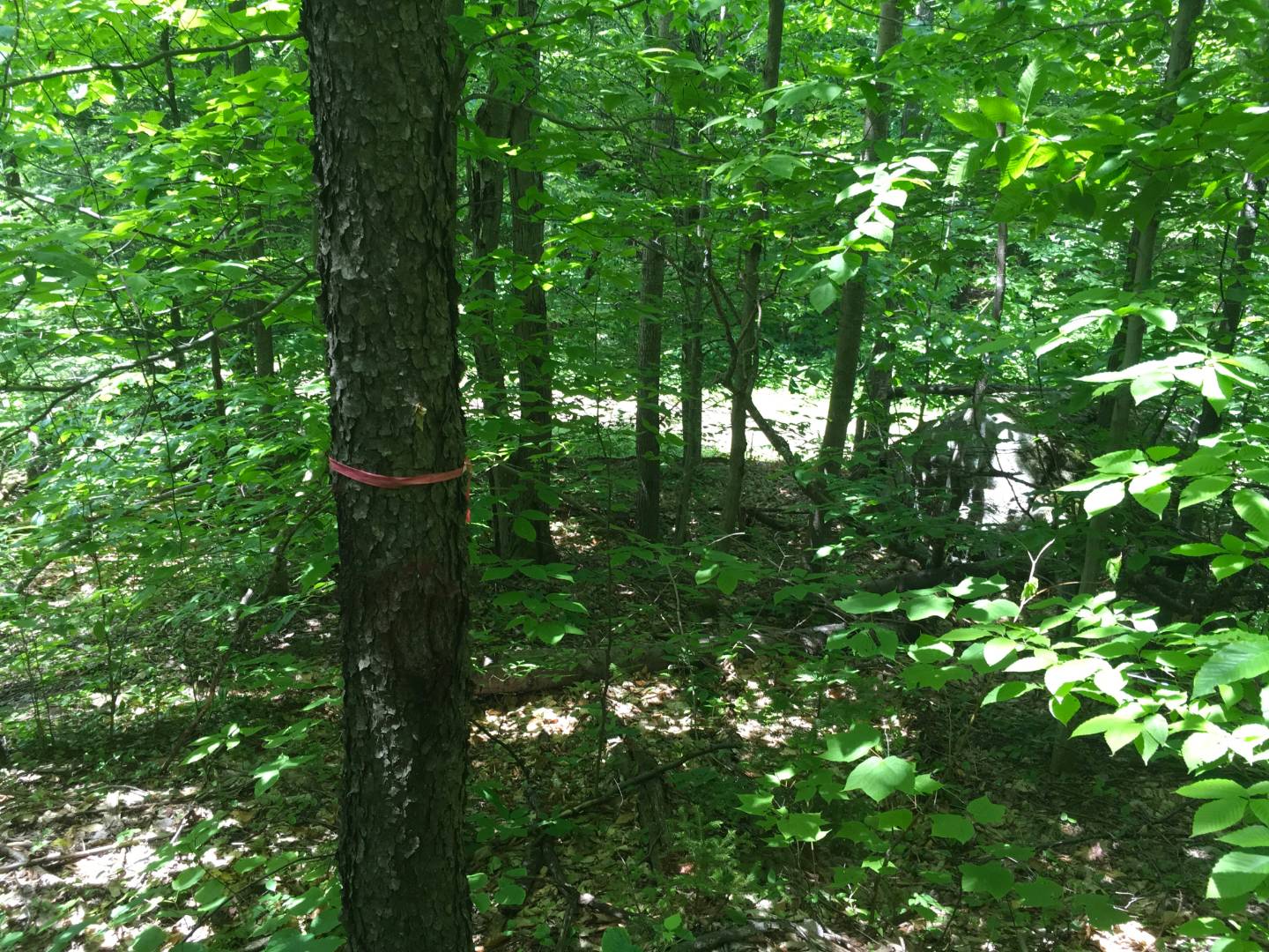 Limekiln Rd, Malone, NY 12953 (Sold NYStateMLS Listing 10619037)