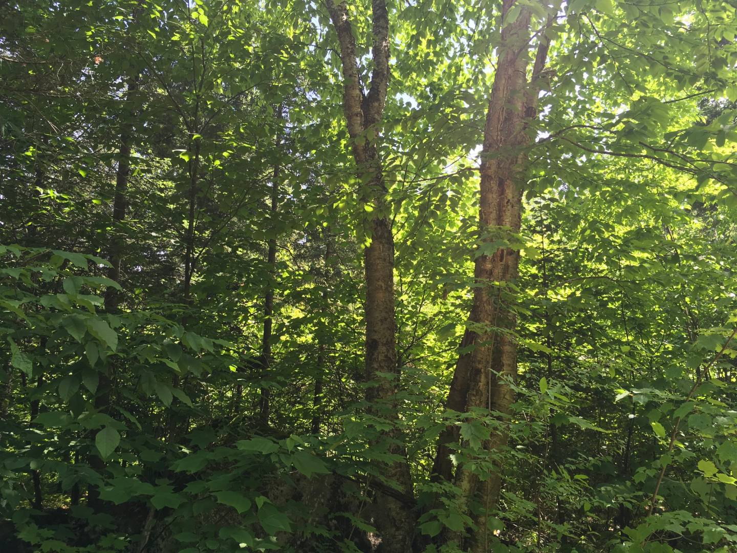 Limekiln Rd, Malone, NY 12953 (Sold NYStateMLS Listing 10619037)