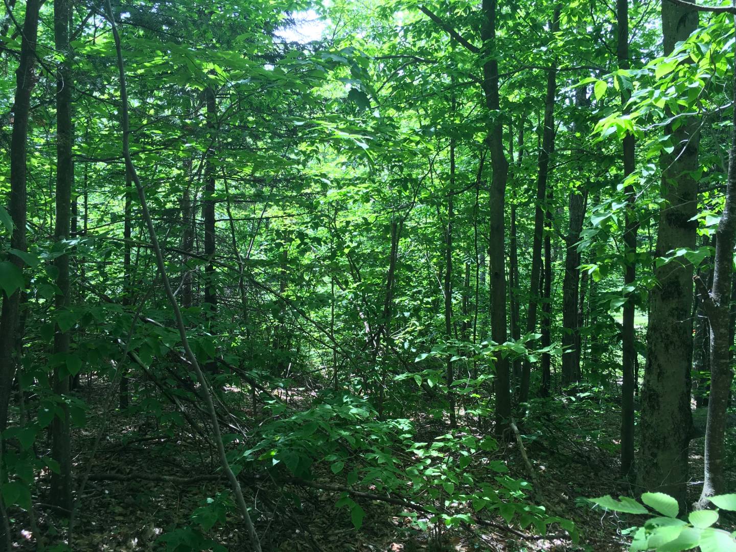 Limekiln Rd, Malone, NY 12953 (Sold NYStateMLS Listing 10619037)