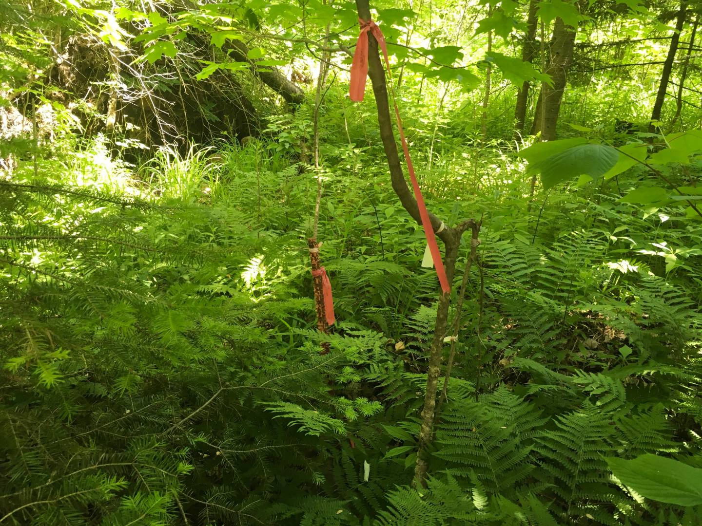 Limekiln Rd, Malone, NY 12953 (Sold NYStateMLS Listing 10619037)