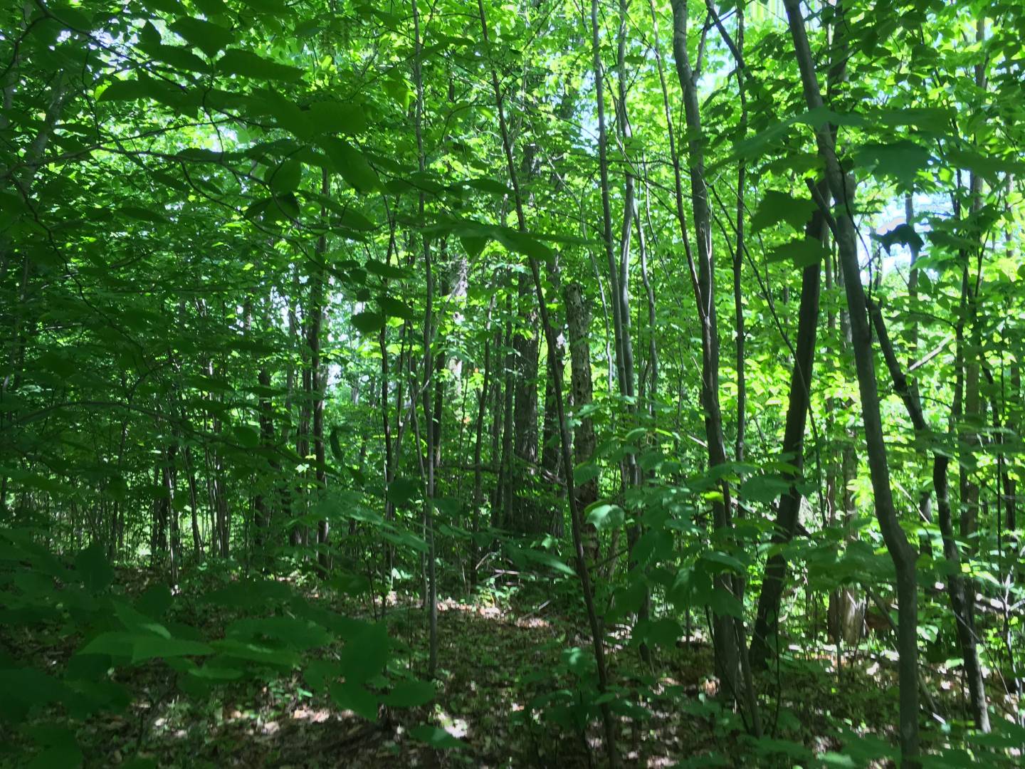 Limekiln Rd, Malone, NY 12953 (Sold NYStateMLS Listing 10619037)