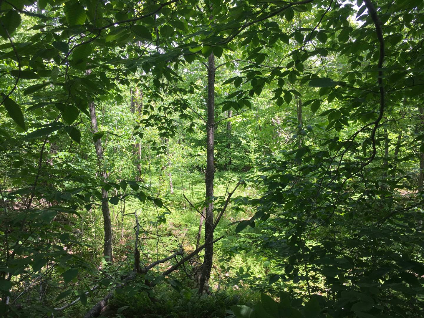 Limekiln Rd, Malone, NY 12953 (Sold NYStateMLS Listing 10619037)