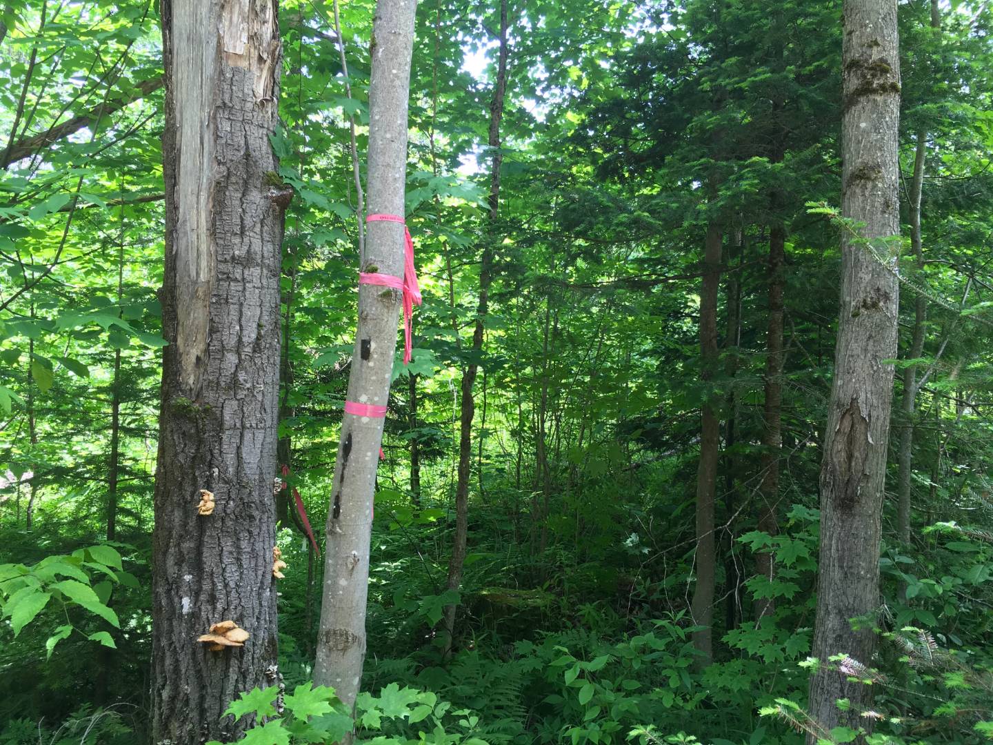 Limekiln Rd, Malone, NY 12953 (Sold NYStateMLS Listing 10619037)