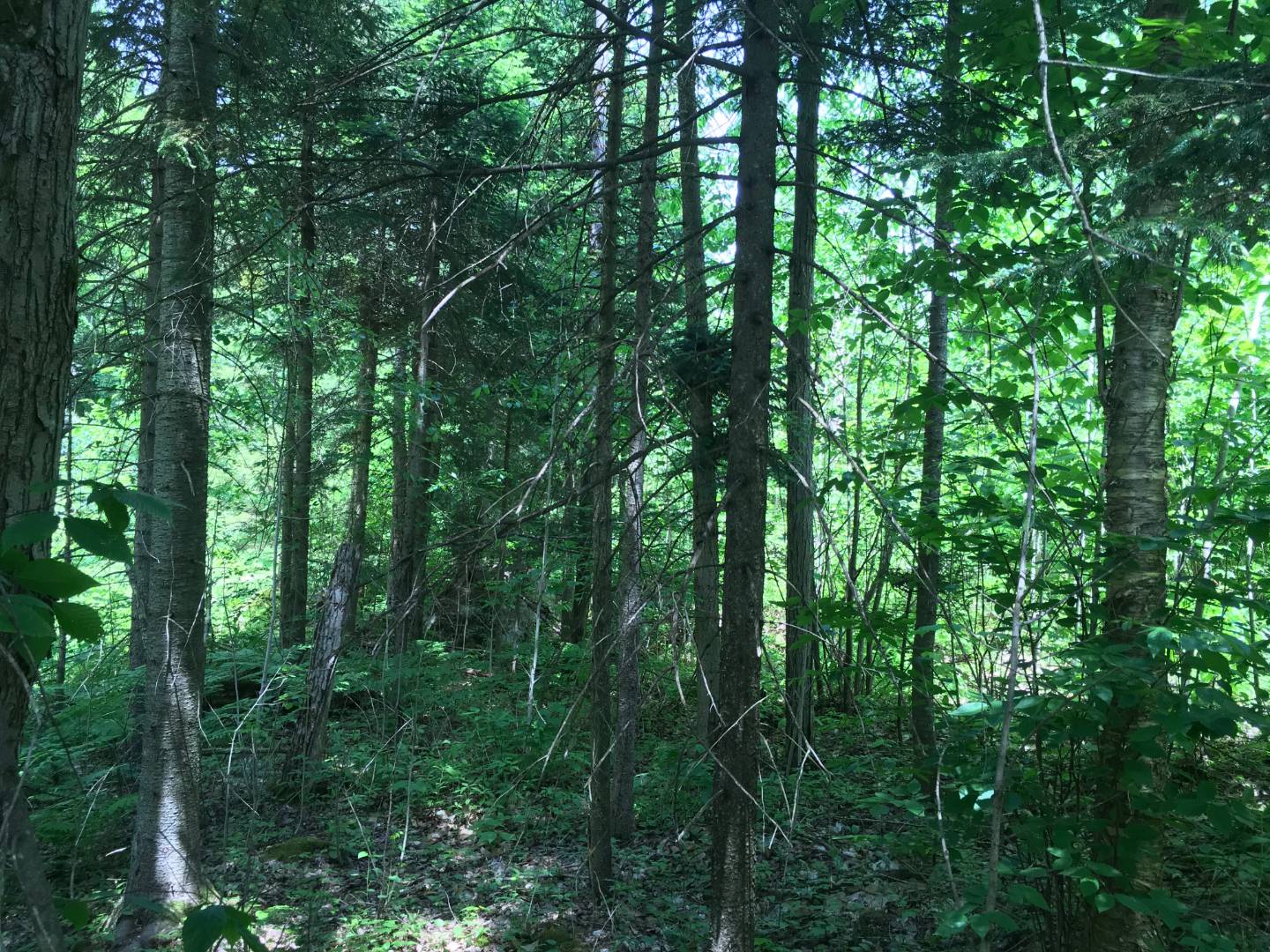 Limekiln Rd, Malone, NY 12953 (Sold NYStateMLS Listing 10619037)