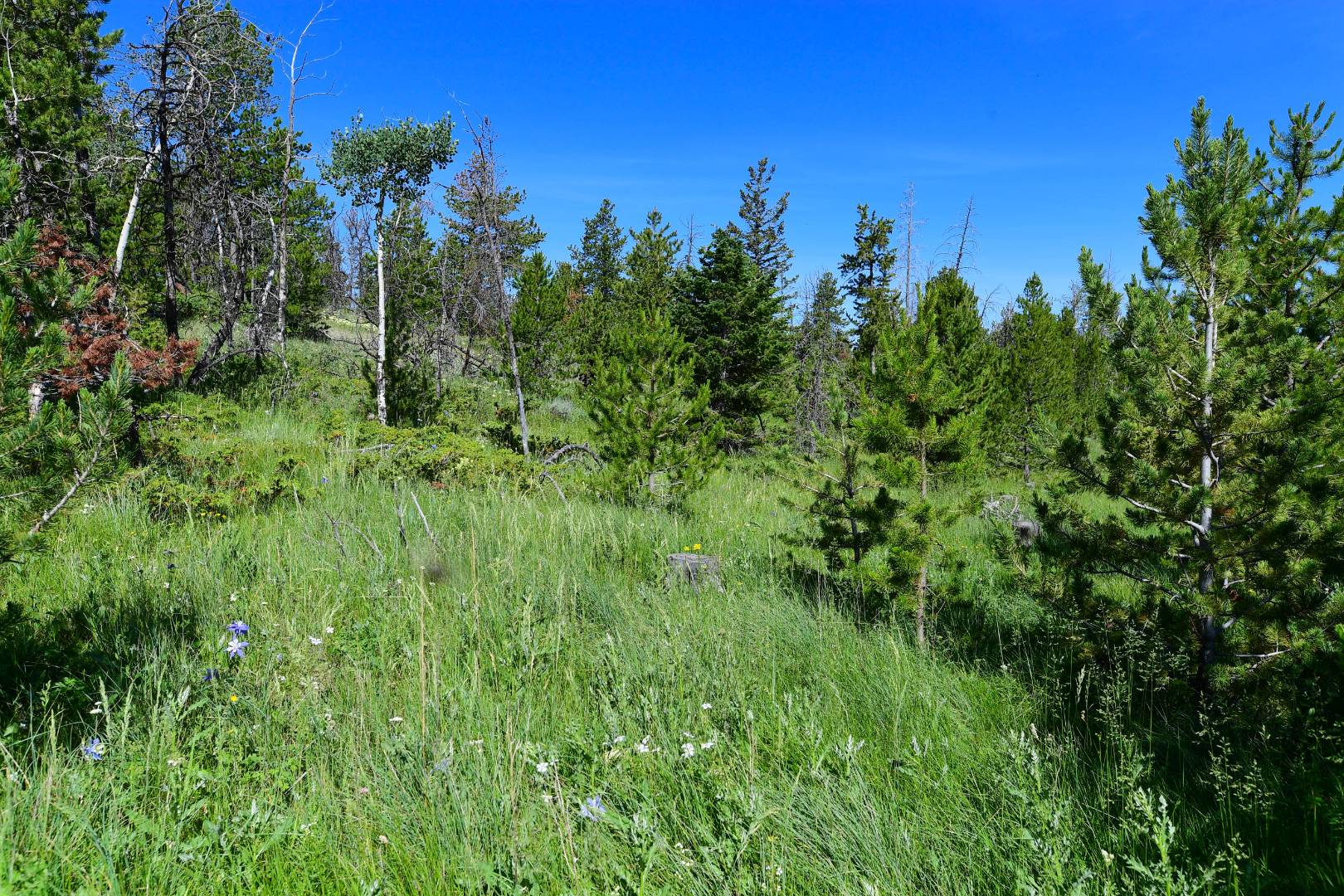 0 Stump Rd, Laramie, WY 82070 (Off Market NYStateMLS Listing 10630177)
