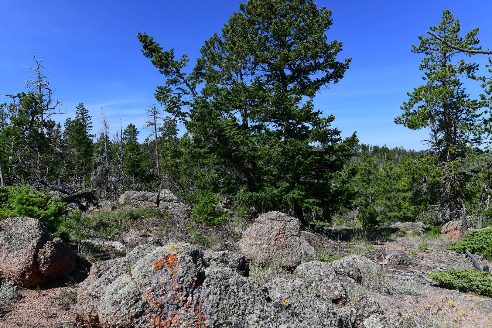 0 Stump Rd, Laramie, WY 82070 (Off Market NYStateMLS Listing 10630177)