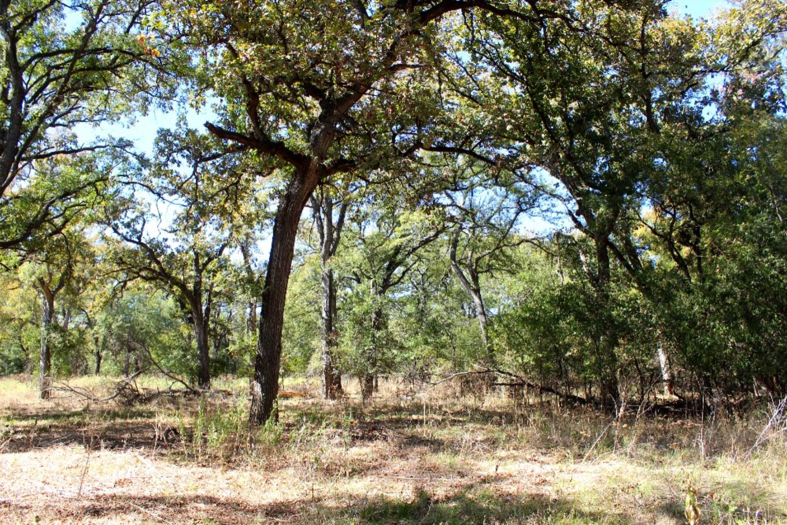 292 SwintLindley Rd., Desdemona, TX 76445 (Off Market NYStateMLS