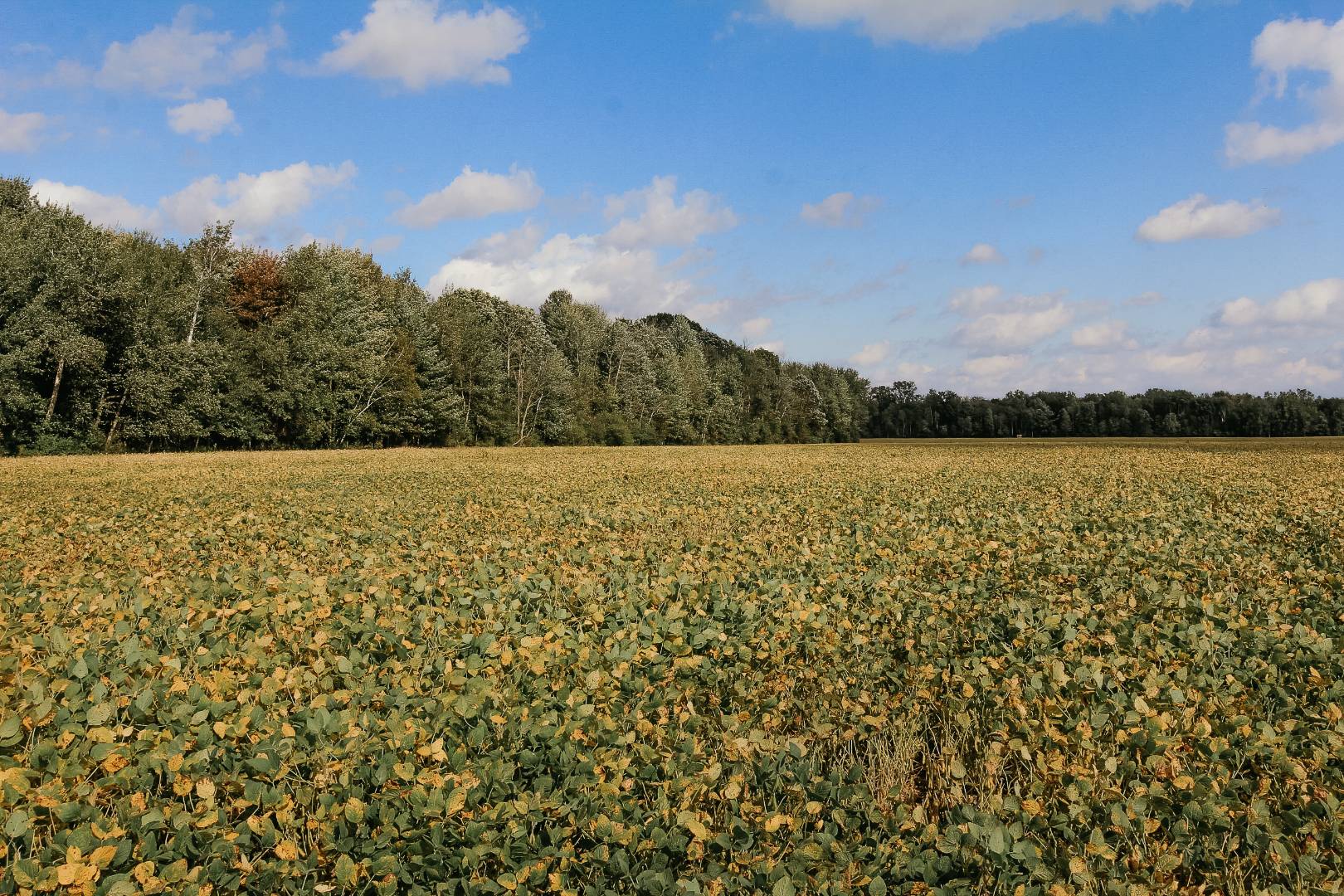 000 Summerton Rd., Mount Pleasant, MI 48858 (Sold NYStateMLS Listing