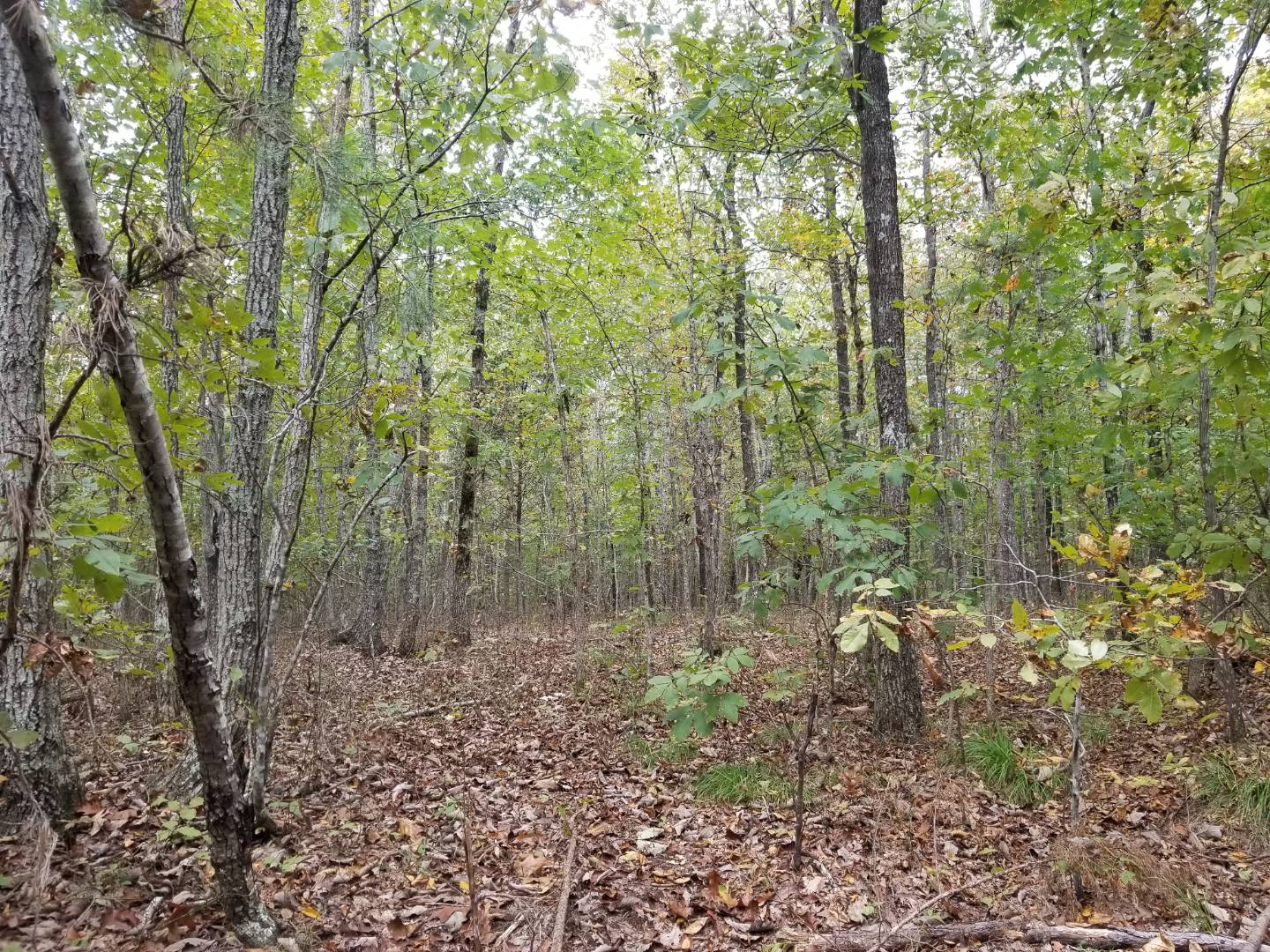 00 Meat Road, Waynesboro, TN 38485 (Off Market MyStateMLS Listing