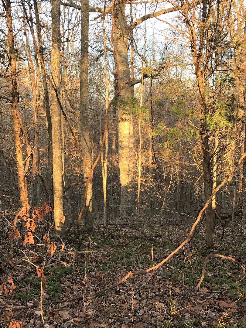 0 CR1407, Breeding, KY 42715 (Off Market MyStateMLS Listing 10696251)