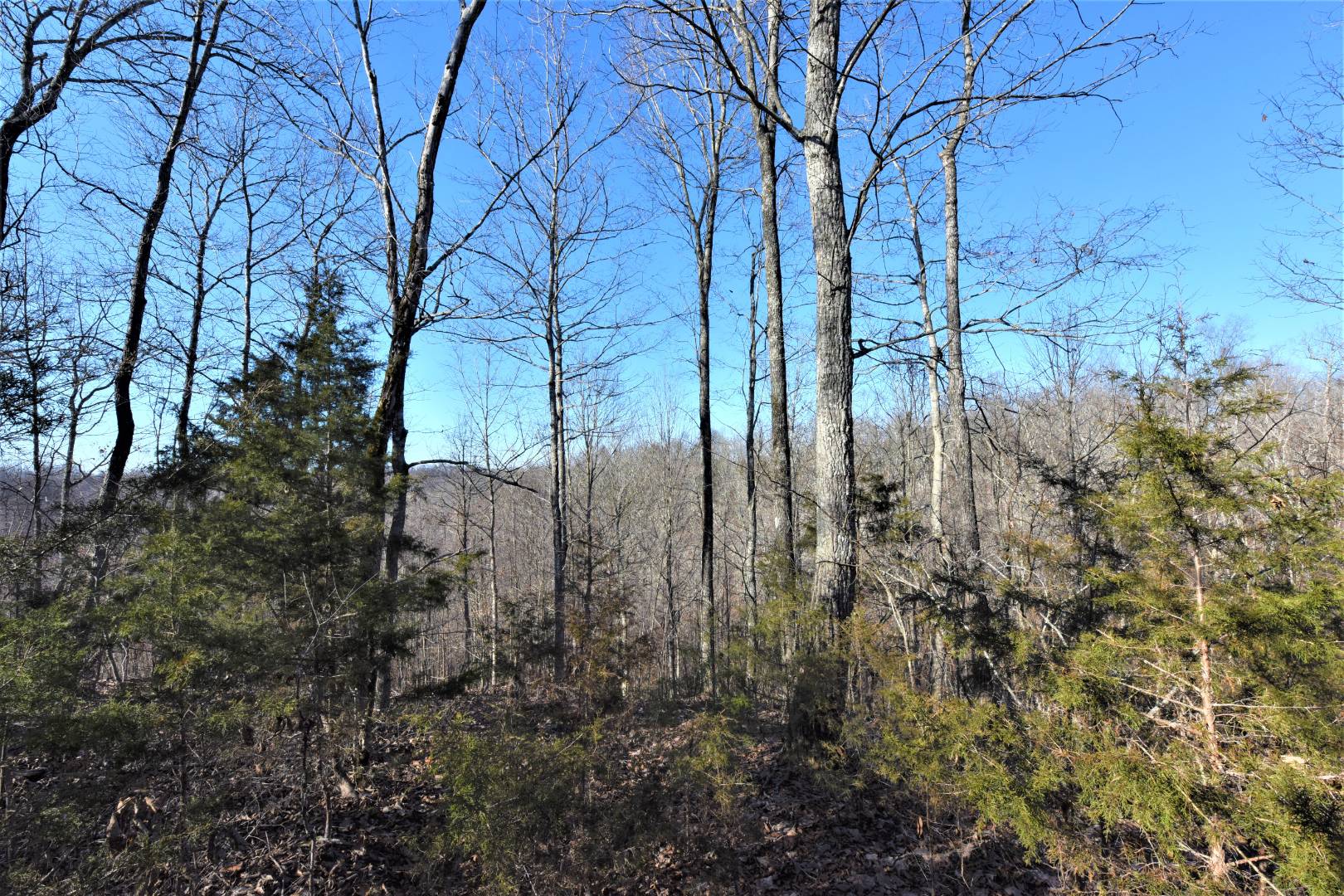 250 Scott Ridge Road, Edmonton, KY 42129 (Off Market NYStateMLS Listing