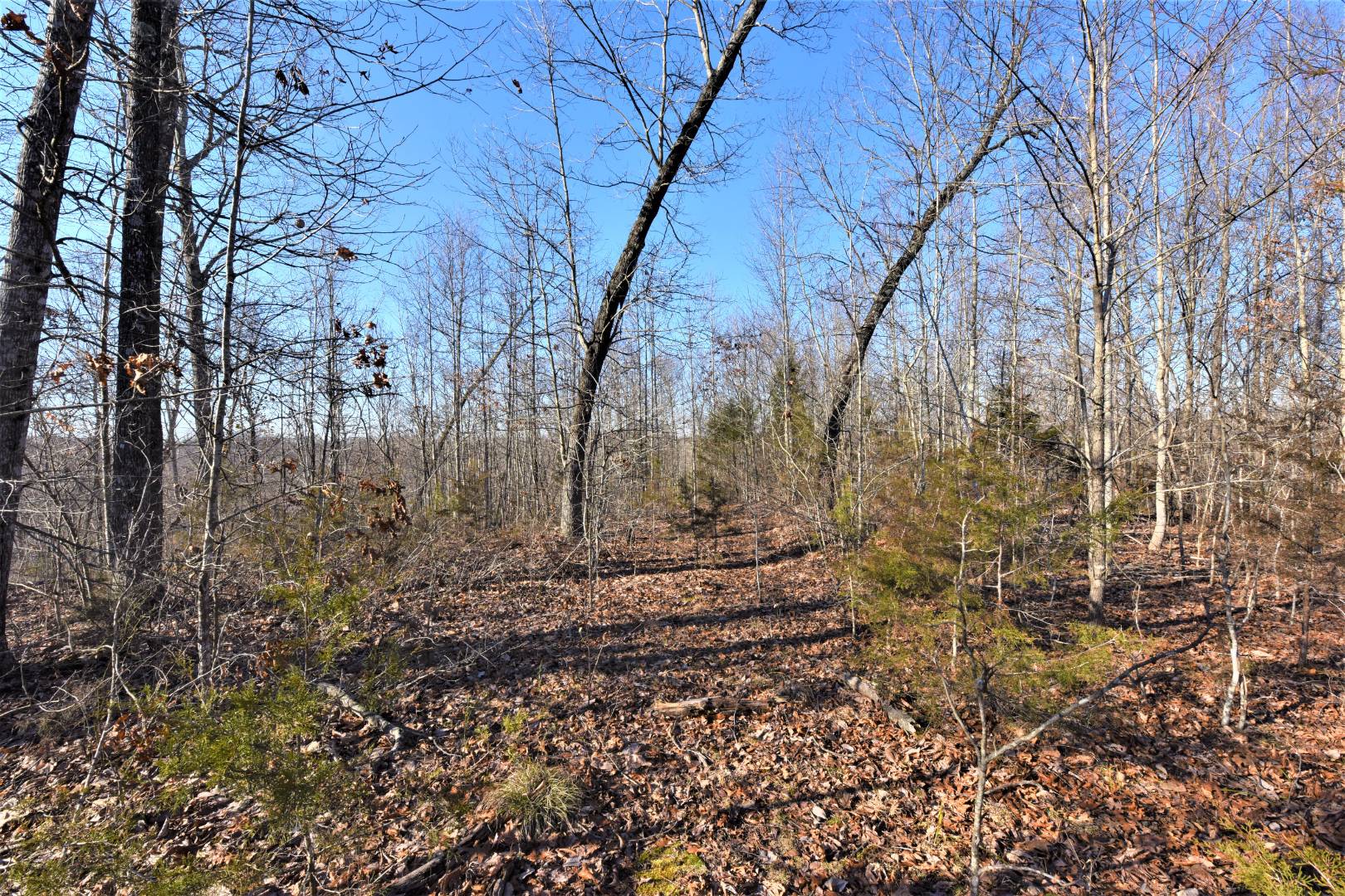 250 Scott Ridge Road, Edmonton, KY 42129 (Off Market NYStateMLS Listing