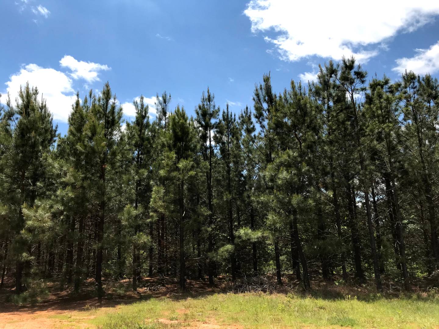 Moore Timberlands North Tract Buckingham County VA, Dillwyn, VA
