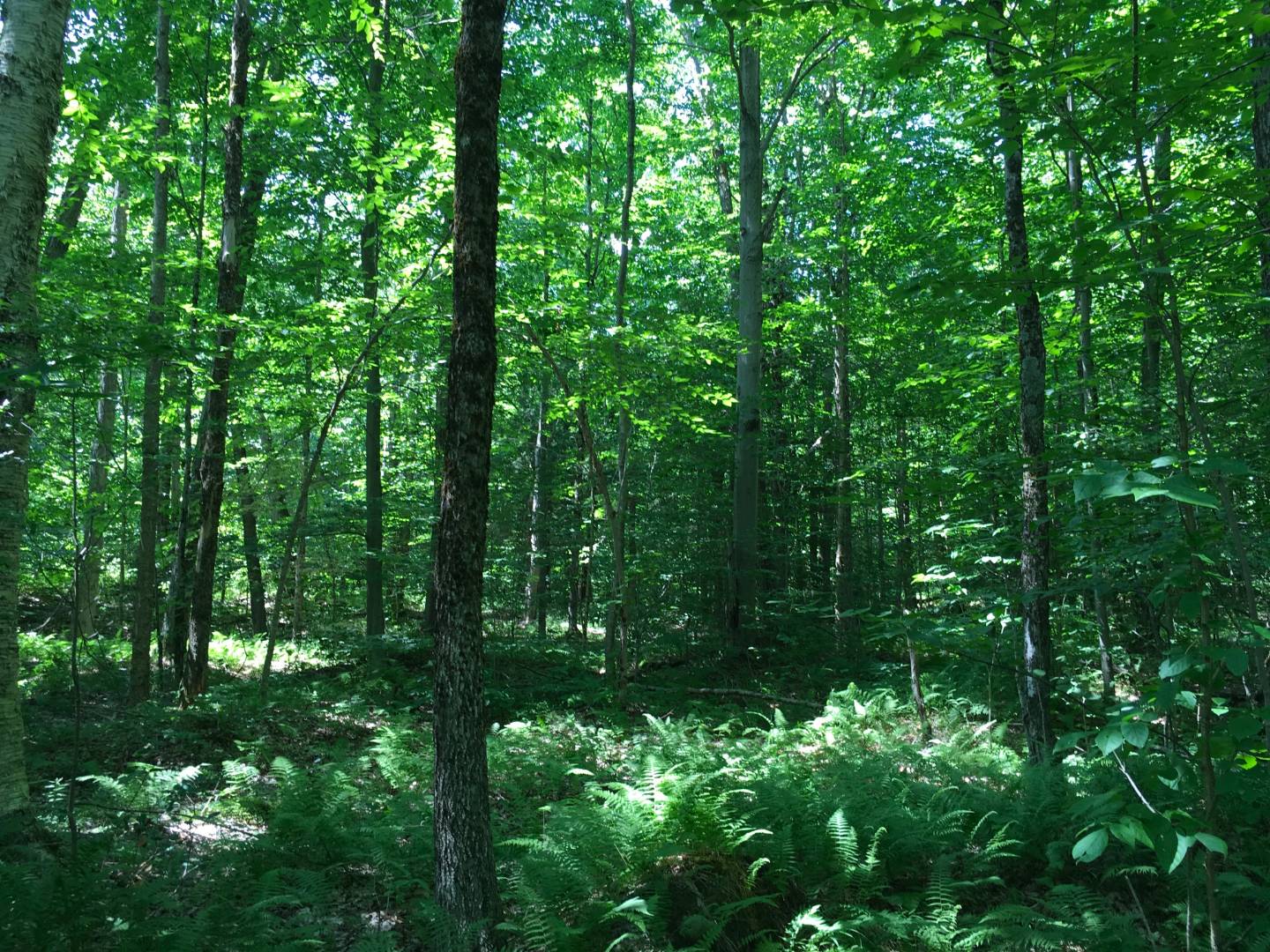 11493 NYS Rte 812, Natural Bridge, NY 13665 (Sold NYStateMLS Listing