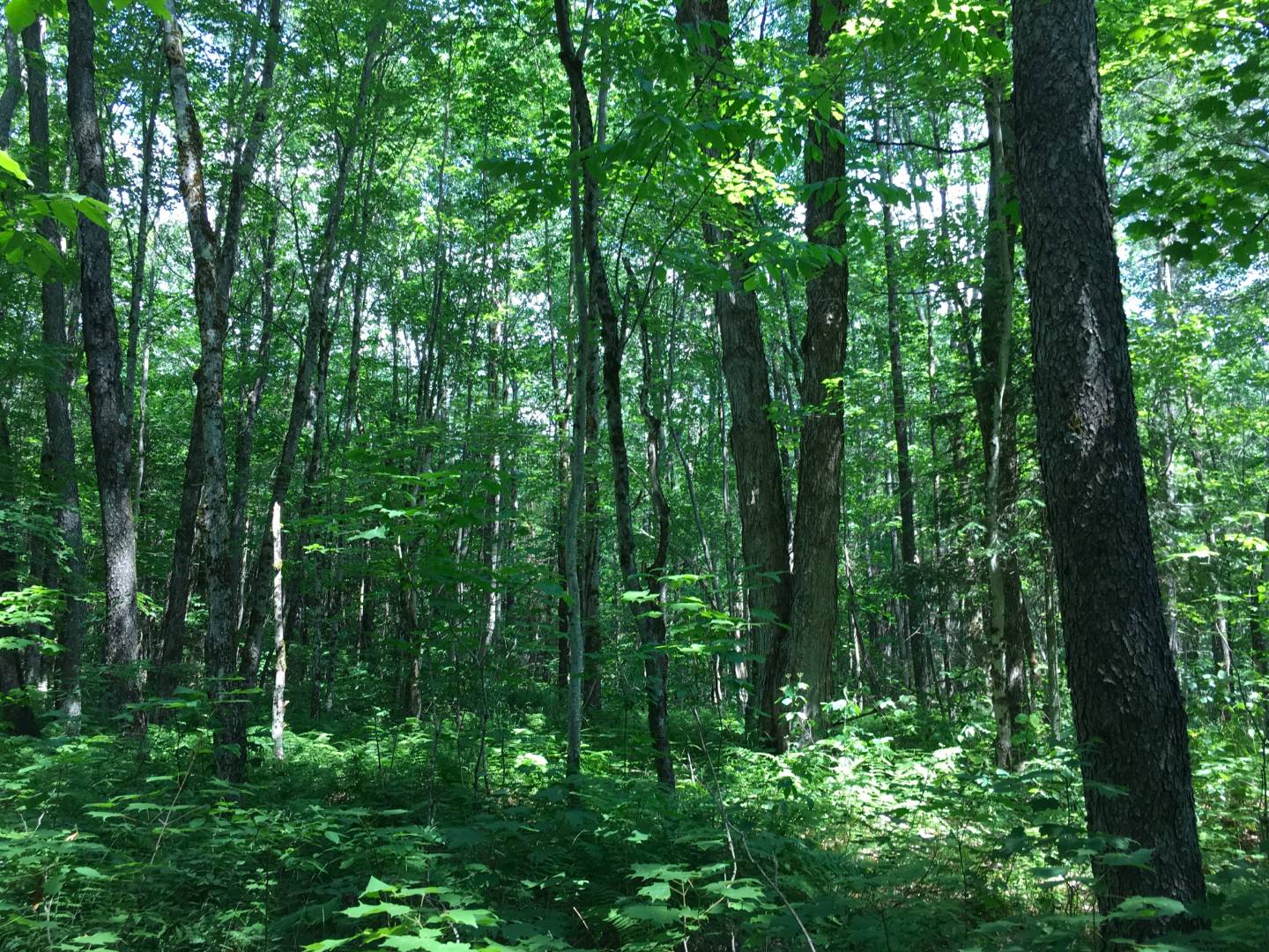 11493 NYS Rte 812, Natural Bridge, NY 13665 (Sold NYStateMLS Listing